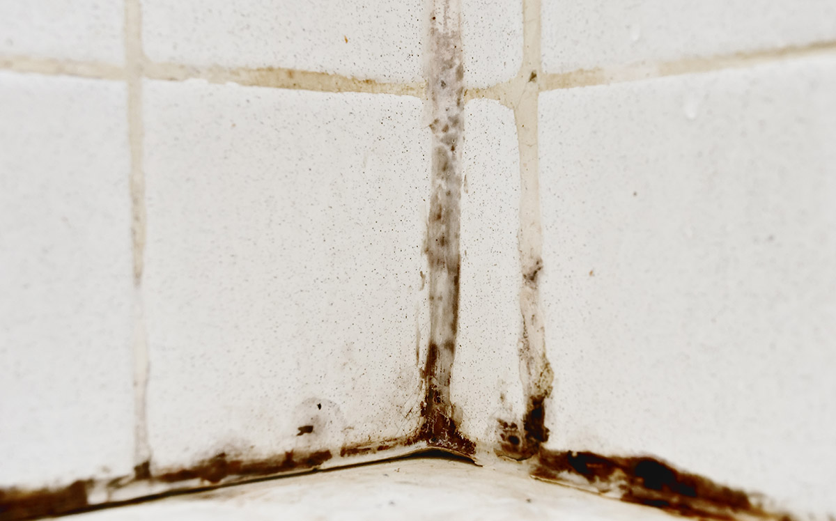 what does black mold smell like?