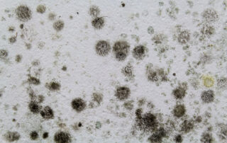 how daily mold exposure can impact your health