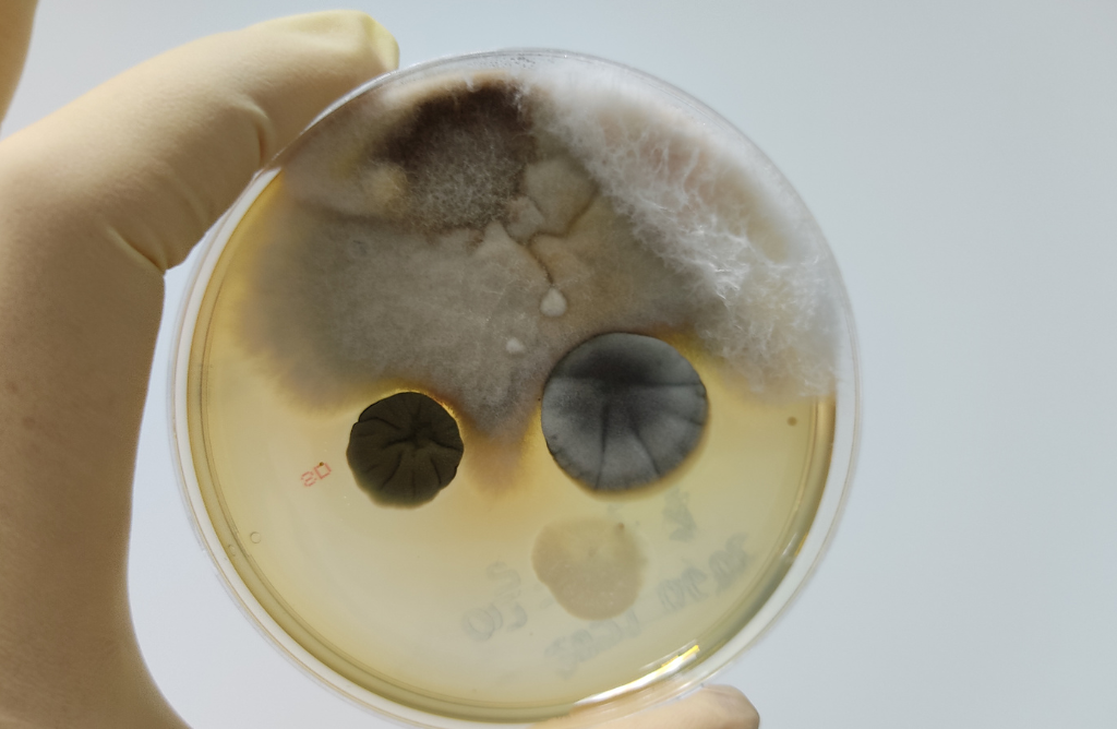 Quality-control-microorganism-test-mold-culture-result
